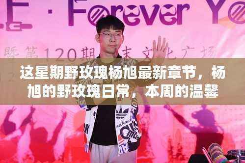 本周杨旭的野玫瑰日常,温馨篇章的新章节更新