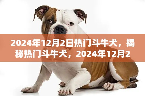 揭秘热门斗牛犬,独特魅力与养护要点(2024年12月2日专刊)