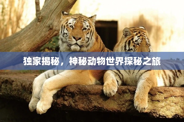 独家揭秘,神秘动物世界探秘之旅