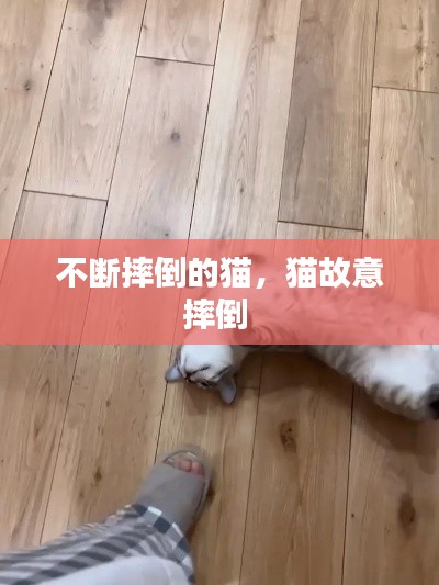 不断摔倒的猫,猫故意摔倒