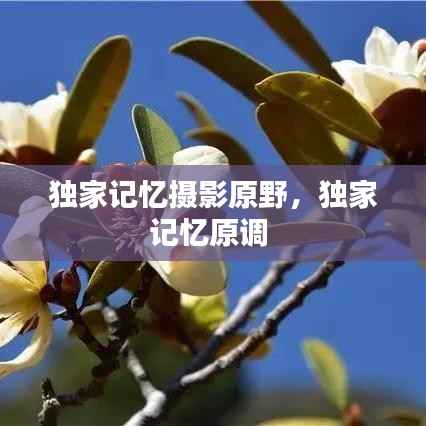 独家记忆摄影原野,独家记忆原调