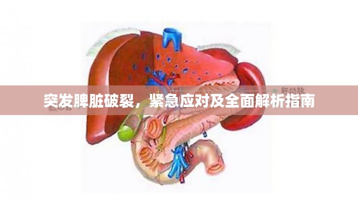 突发脾脏破裂,紧急应对及全面解析指南