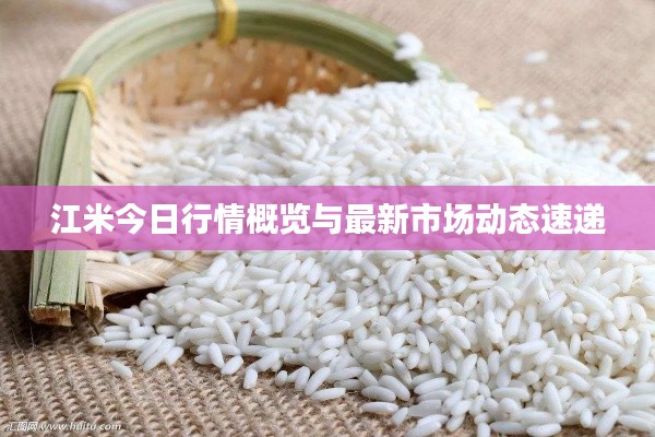 江米今日行情概览与最新市场动态速递