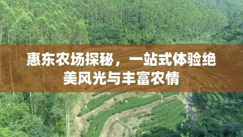 惠东农场探秘,一站式体验绝美风光与丰富农情