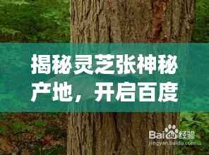 揭秘灵芝张神秘产地,开启百度探寻灵芝之旅