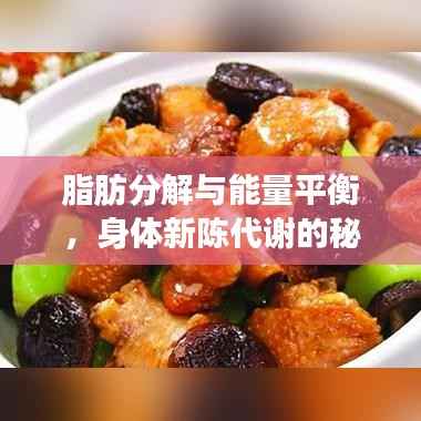 脂肪分解与能量平衡,身体新陈代谢的秘密