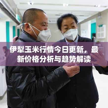 伊犁玉米行情今日更新,最新价格分析与趋势解读