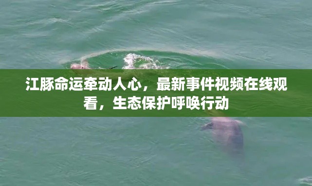 江豚命运牵动人心，最新事件视频在线观看，生态保护呼唤行动